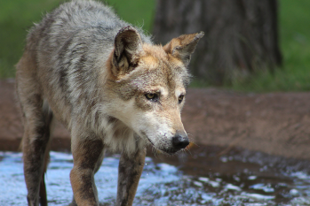 Mexican Grey Wolf at the Alameda Park Zoo